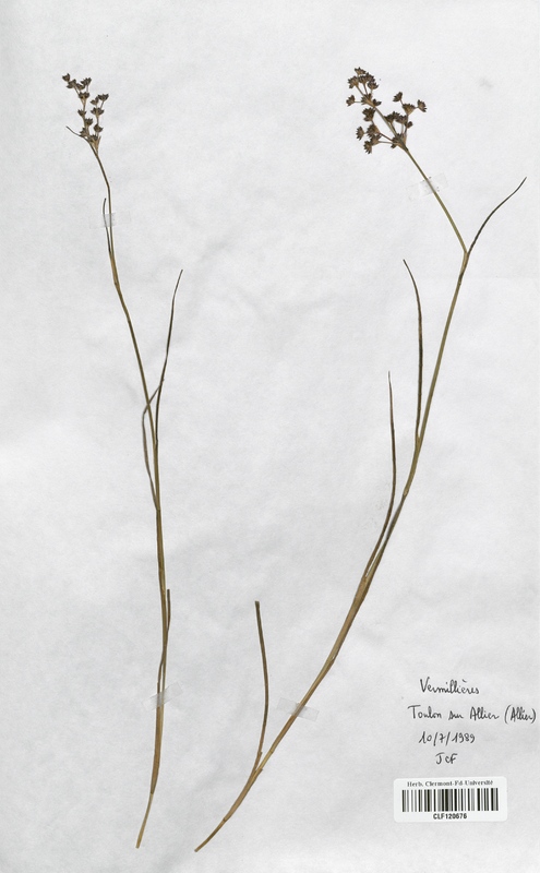 Juncus articulatus (Juncaceae)