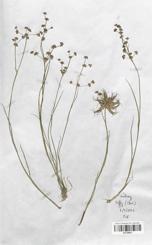 Juncus articulatus (Juncaceae)