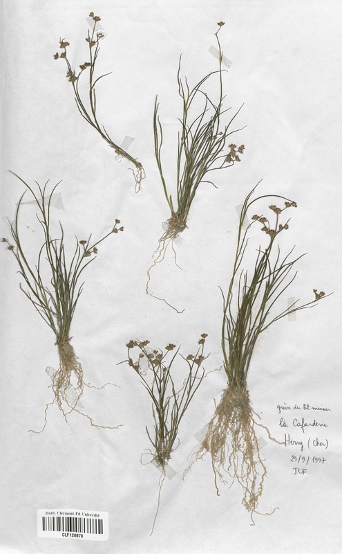 Juncus articulatus (Juncaceae)