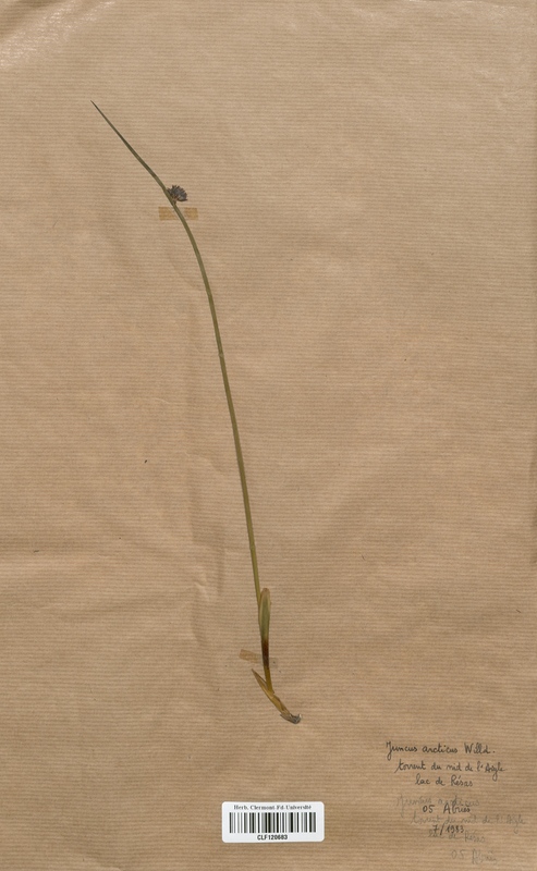 Juncus arcticus (Juncaceae)