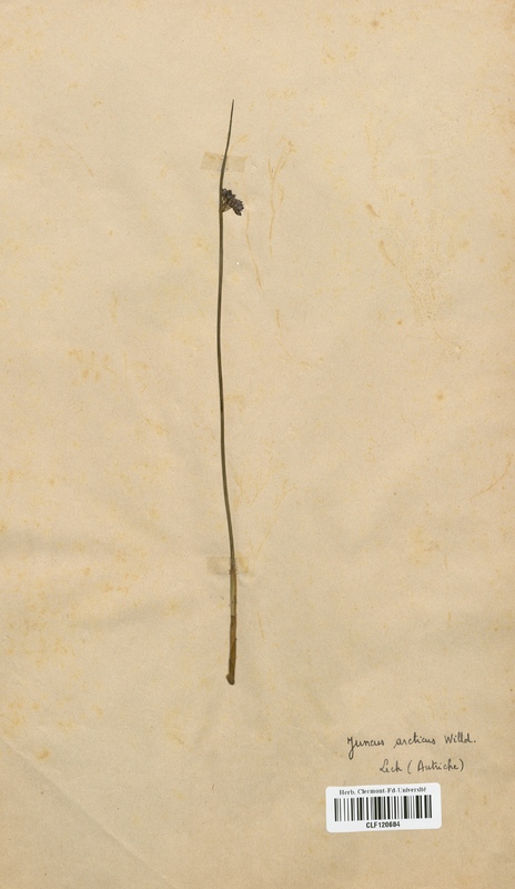 Juncus arcticus (Juncaceae)