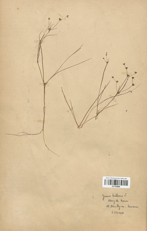 Juncus bulbosus (Juncaceae)