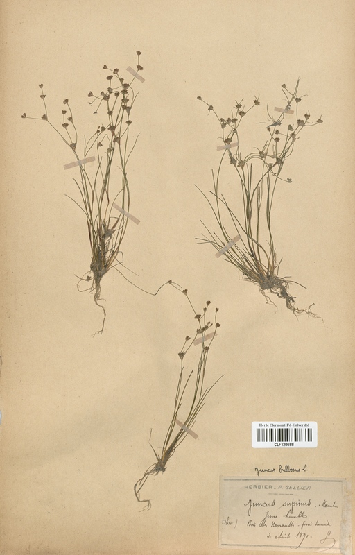 Juncus bulbosus (Juncaceae)