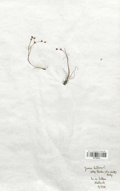 Juncus bulbosus (Juncaceae)