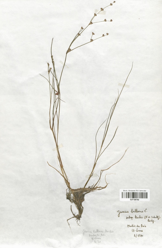Juncus bulbosus (Juncaceae)