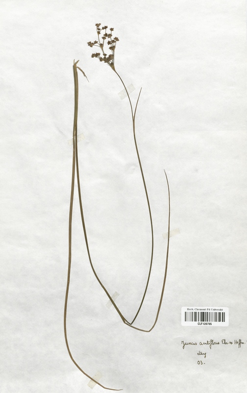 Juncus acutiflorus (Juncaceae)