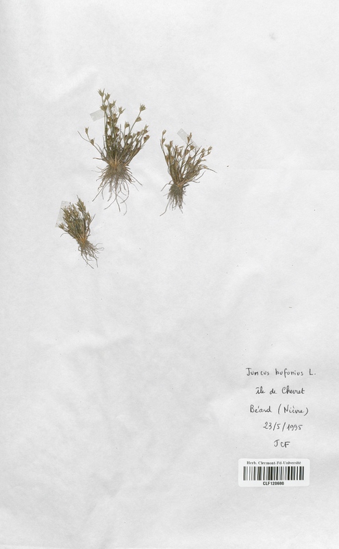 Juncus bufonius (Juncaceae)