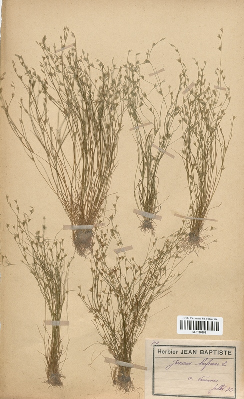 Juncus bufonius (Juncaceae)