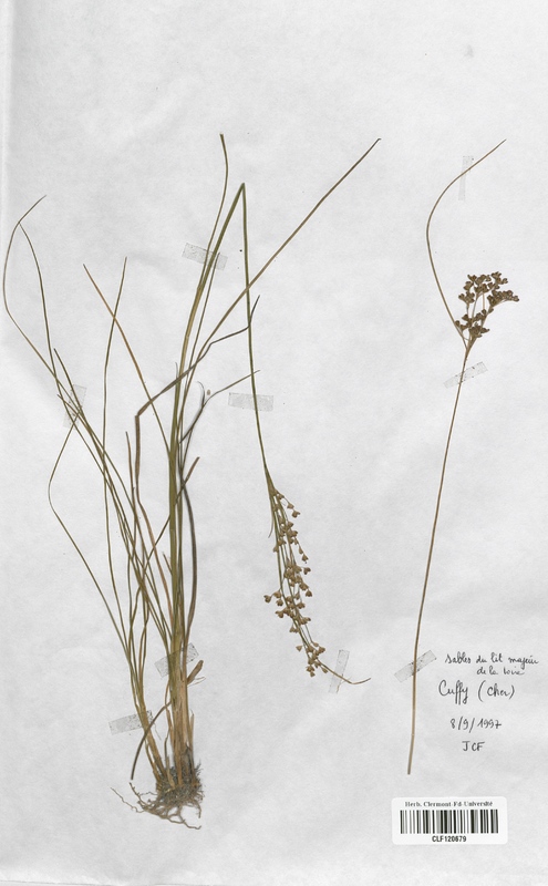 Juncus compressus (Juncaceae)