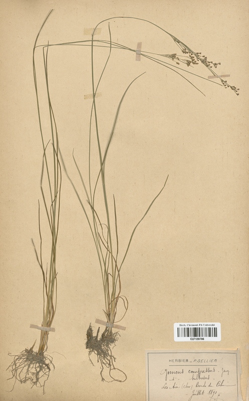 Juncus compressus (Juncaceae)