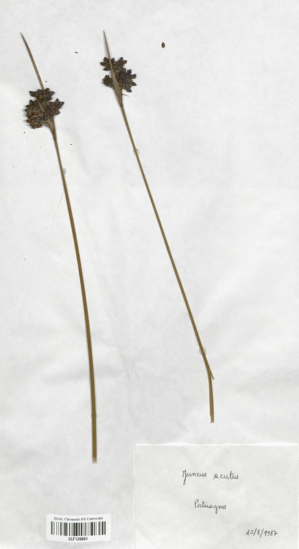 Juncus acutus (Juncaceae)