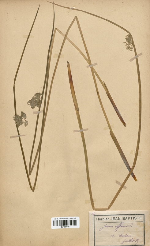 Juncus effusus (Juncaceae)