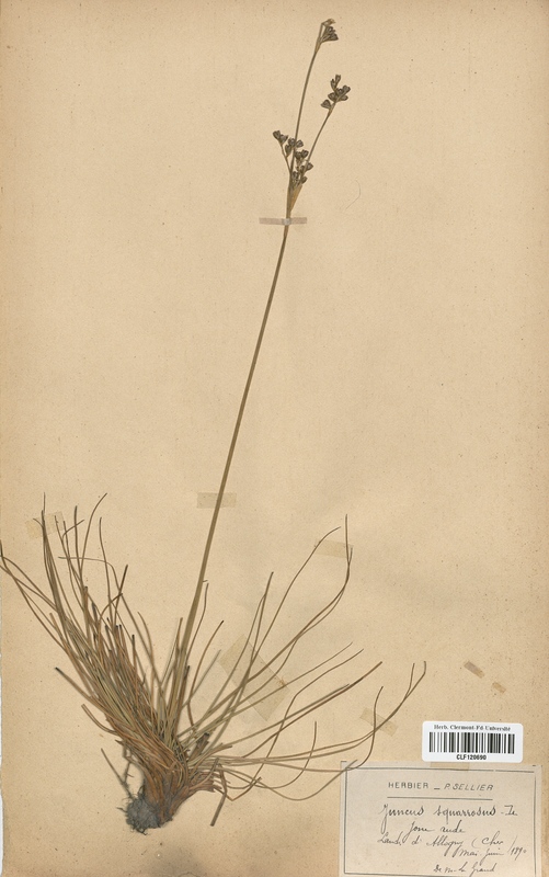 Juncus squarrosus (Juncaceae)