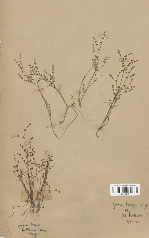 Juncus tenageia (Juncaceae)