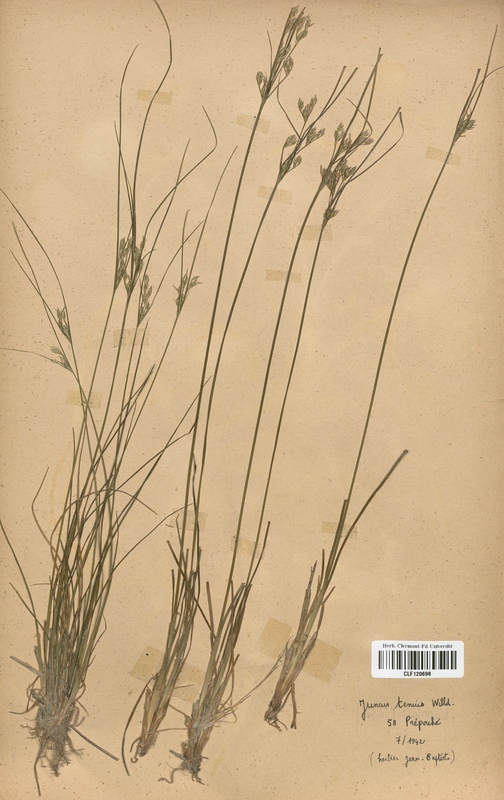 Juncus tenuis (Juncaceae)