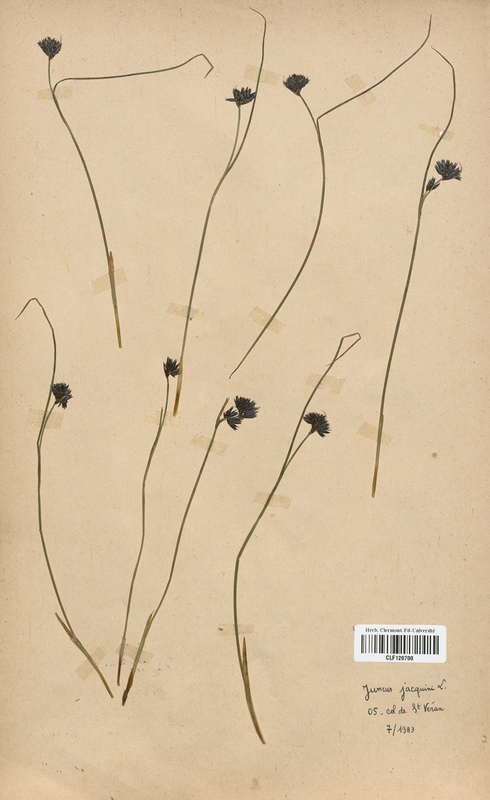 Juncus jacquini (Juncaceae)