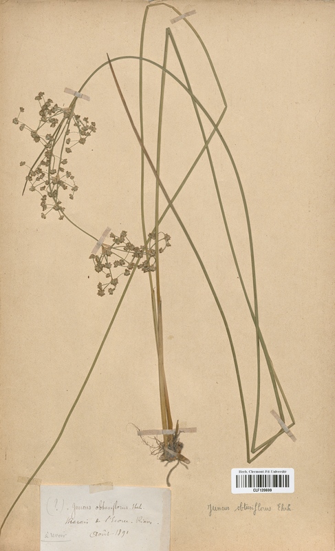 Juncus obtusiflorus (Juncaceae)