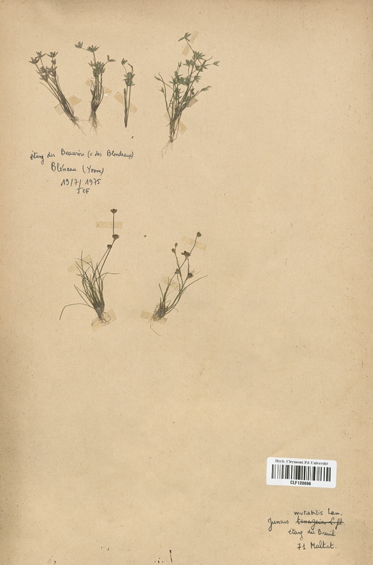 Juncus mutabilis (Juncaceae)