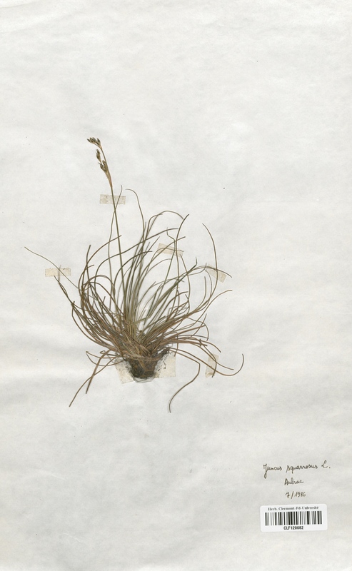 Juncus squarrosus (Juncaceae)