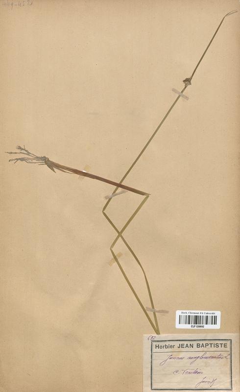 Juncus conglomeratus (Juncaceae)