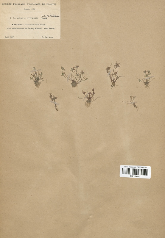 Juncus pygmaeus (Juncaceae)