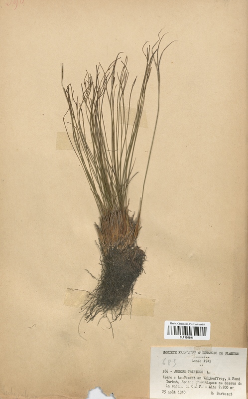 Juncus trifidus (Juncaceae)