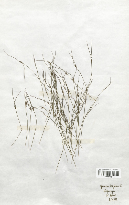 Juncus trifidus (Juncaceae)