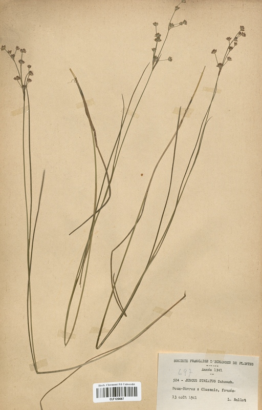 Juncus striatus (Juncaceae)