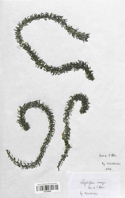 Lagarosiphon major (Hydrocharitaceae)