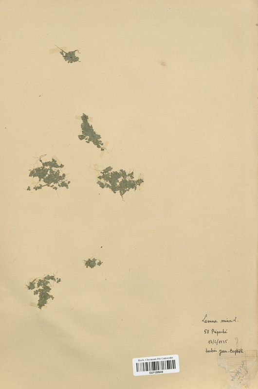 Lemna minor (Lemnaceae)