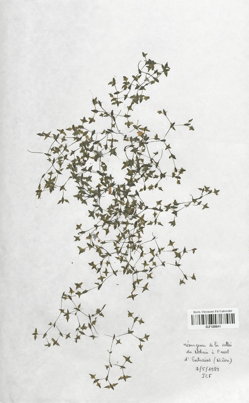 Lemna trisulca (Lemnaceae)