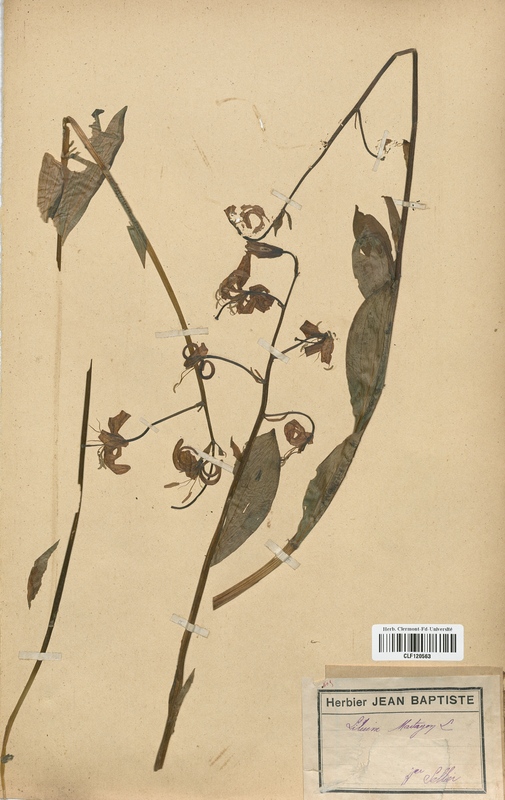 Lilium martagon (Liliaceae)