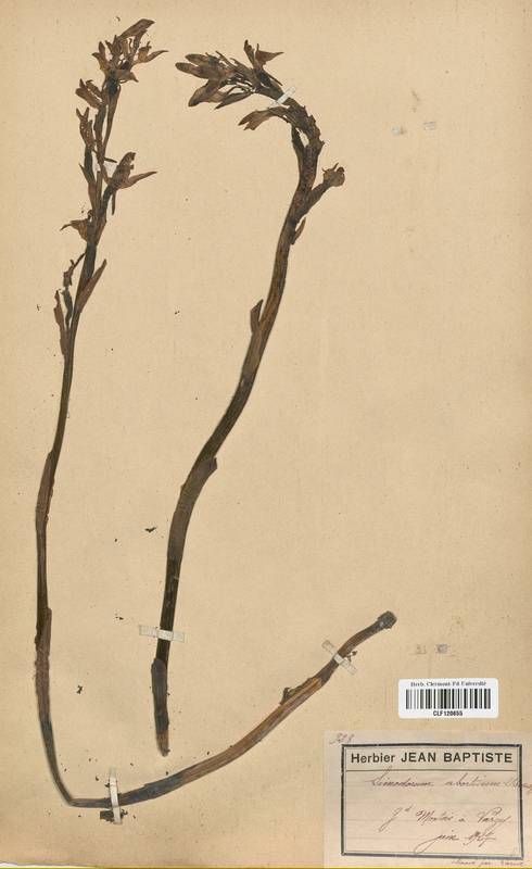 Limodorum abortivum (Orchidaceae)