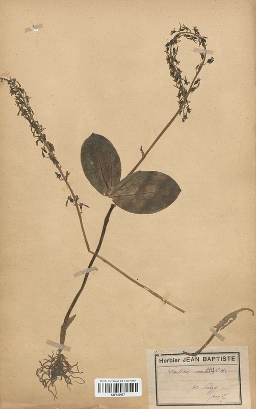 Listera ovata (Orchidaceae)