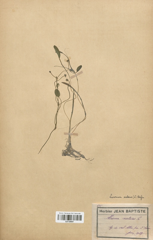 Luronium natans (Alismataceae)