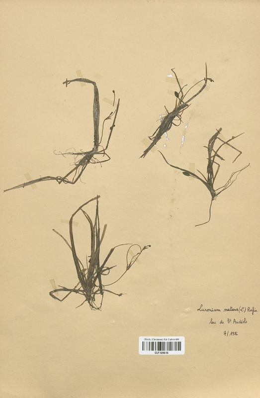 Luronium natans (Alismataceae)