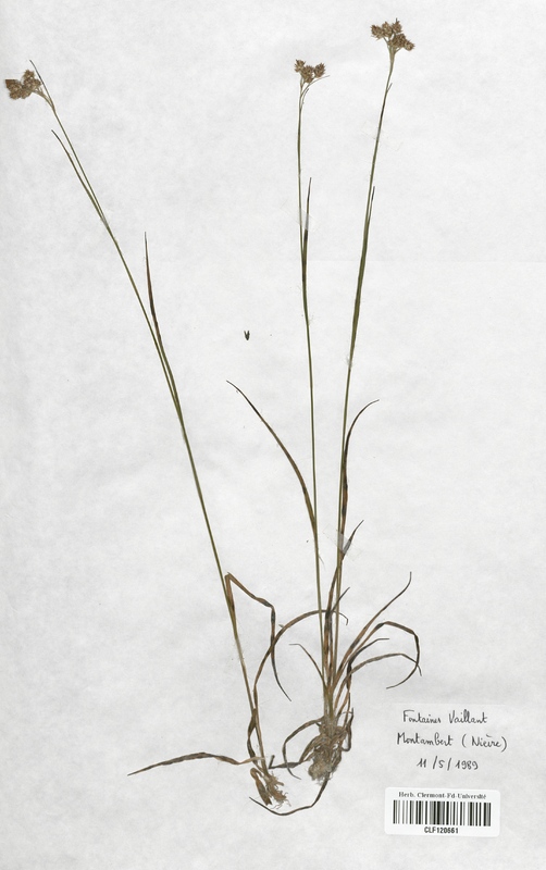 Luzula multiflora (Juncaceae)