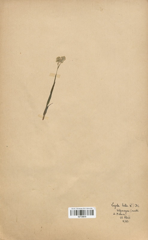 Luzula lutea (Juncaceae)