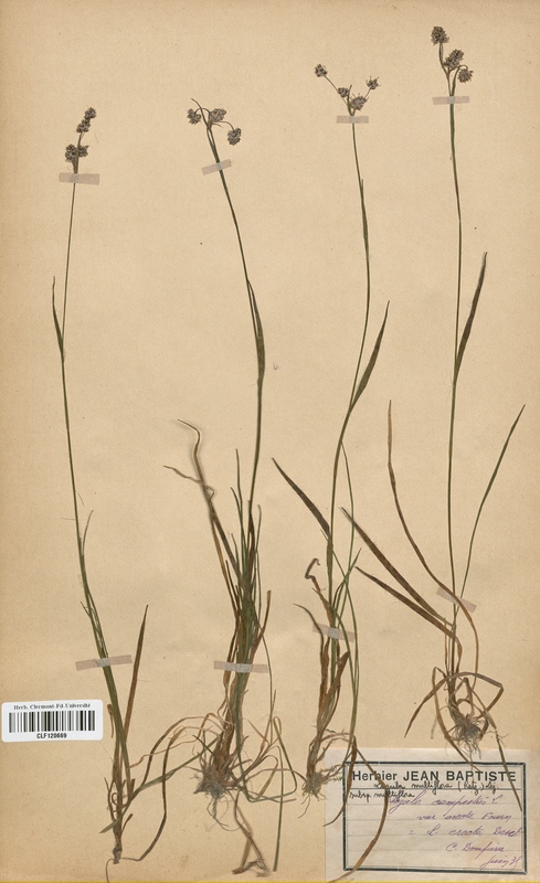 Luzula multiflora (Juncaceae)