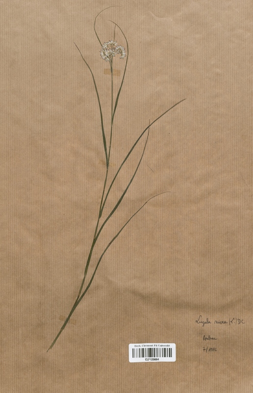 Luzula nivra (Juncaceae)