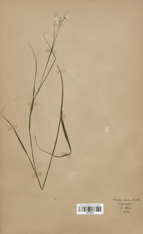 Luzula nivra (Juncaceae)