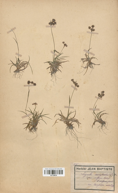 Luzula campestris (Juncaceae)