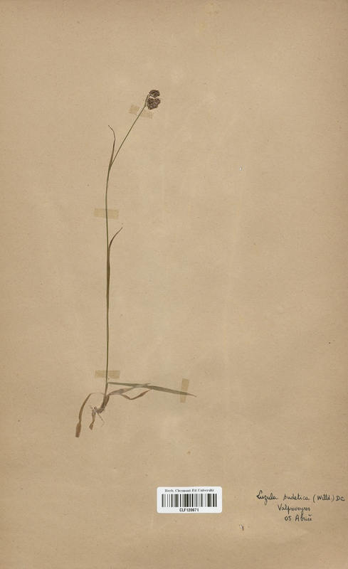 Luzula sudetica (Juncaceae)