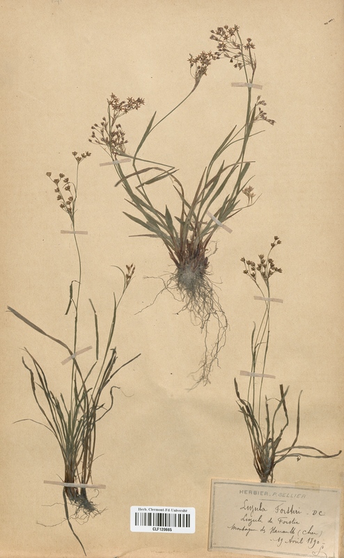 Luzula forshri (Juncaceae)