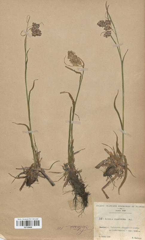 Luzula pediformis (Juncaceae)