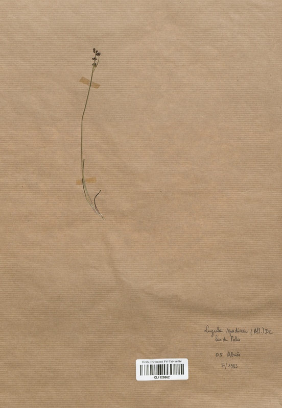 Luzula spadicea (Juncaceae)