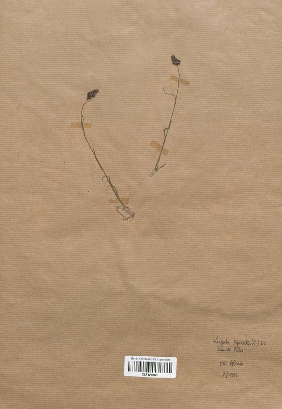 Luzula spadicea (Juncaceae)