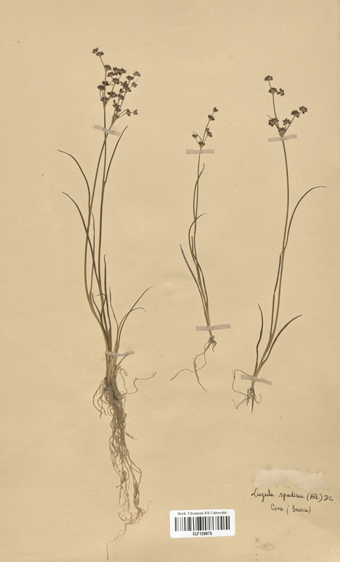 Luzula spadicea (Juncaceae)