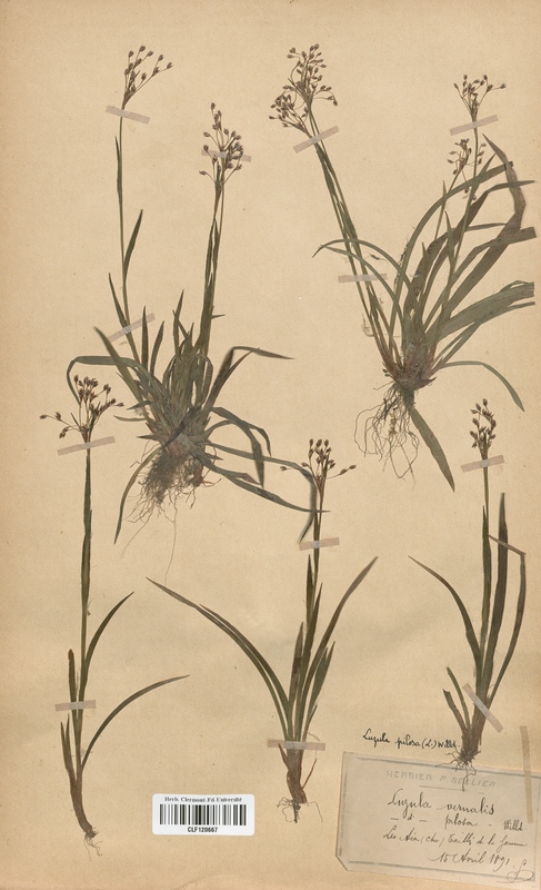 Luzula vernalis (Juncaceae)