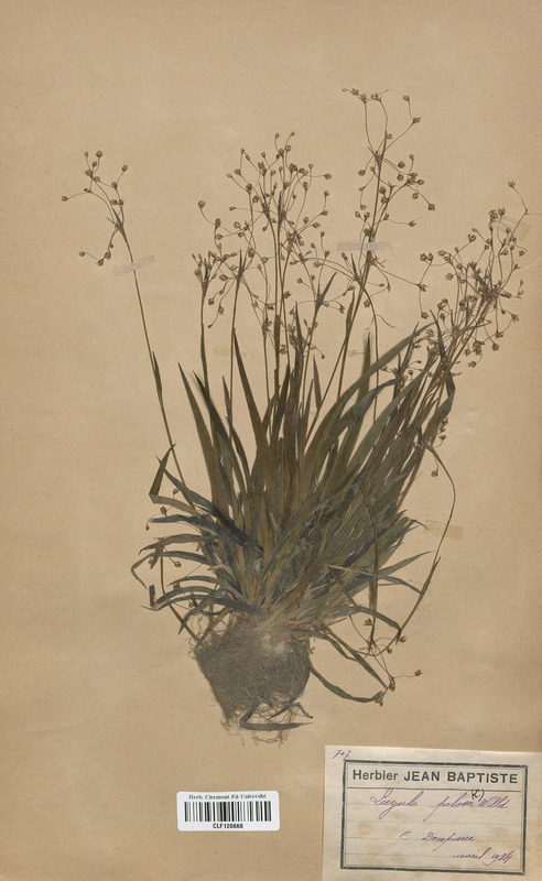 Luzula pilosa (Juncaceae)